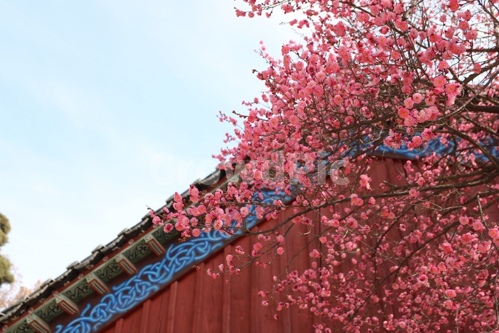 꽃,홍매화,나무,봄,계절,spring,season,식물,자연,nature,flower,한옥,기와,봄,계절,spring,season,식물,자연,plants,nature,꽃,flower,plant,blossom