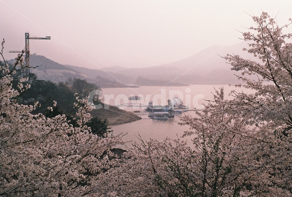 나무,tree,식물,plant,벚꽃,blossom,자연,nature,필름,필름사진,film,flower,cherryblossom,호수,lake,경치,풍경,landscape,water,물