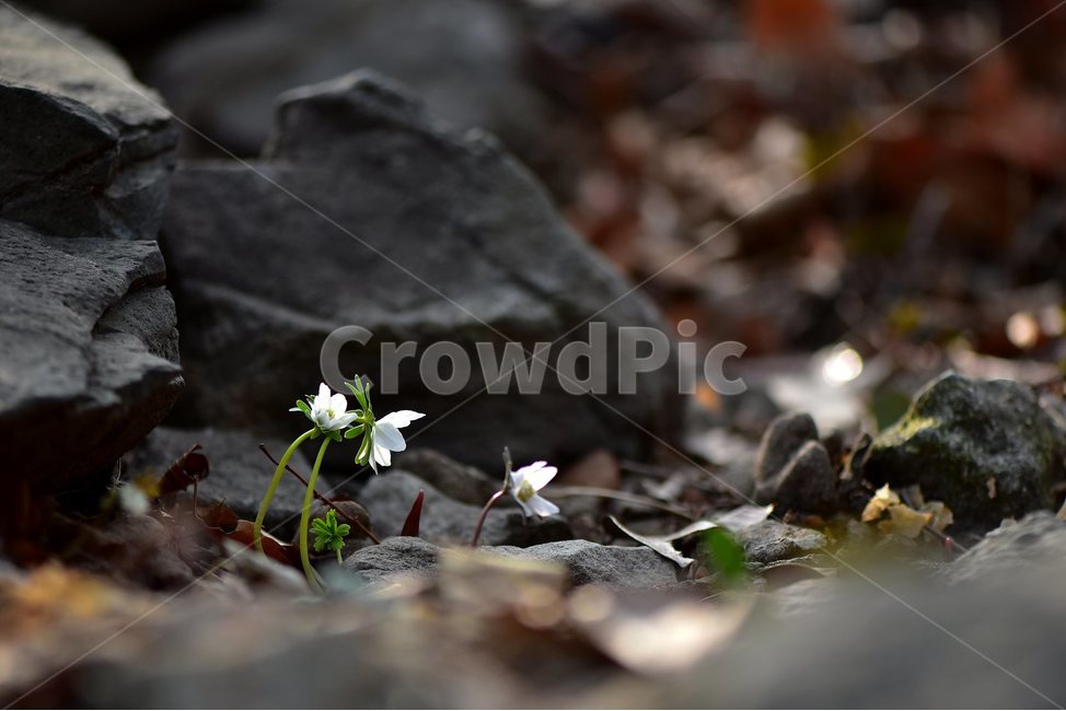 변산바람꽃,2018년,2월,야생화,꽃,생태,식물,자연,들꽃,산꽃,봄,감성,힐링,플라워,계절,시즌,wild,Flower,plants,nature,spring,season,배경,나무,목본,풀,초본,미나리아재비과,너도바람꽃속,flower,생태사진,봄꽃,거제도,봄,계절,spring,season,식물,자연,plants,nature,꽃,flower,plant