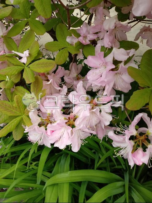 철쭉,철쭉꽃,봄꽃,꽃,royalazalea,flower,blossom,진달래과,낙엽관목,식물,자연,plants,nature,꽃,flower