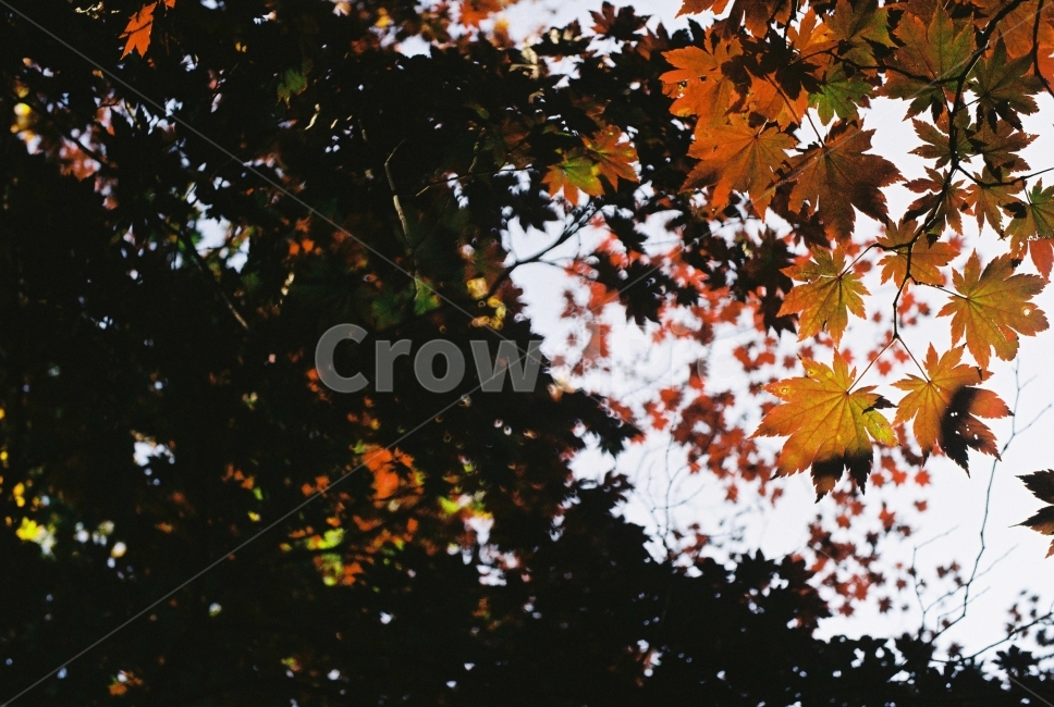 가을,단풍,나무,자연,산,가을,계절,fall,autumn,season,식물,자연,plants,nature,감성,sensible,feeling,leaf,잎,plant,tree