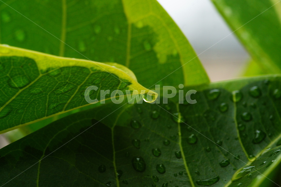 물방울,작은물방울,정맥,veins,식물,plant,잎,leaf,droplet,식물,자연,plants,nature,비,비오는날,rain,rainy