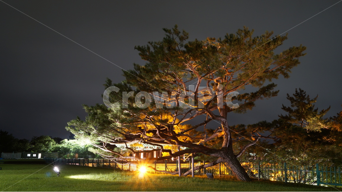 야경,유적지,문화유적지,고궁,풍경,야경,밤,풍경,nightscape,night,landscape,한국전통,한국문화,korean traditional,korean culture,랜드마크,landmark,tourist attraction,한국랜드마크,한국관광지,한국명소,korea landmark,korea tourist attraction,tree,나무,plant,식물,tree trunk,나무 줄기
