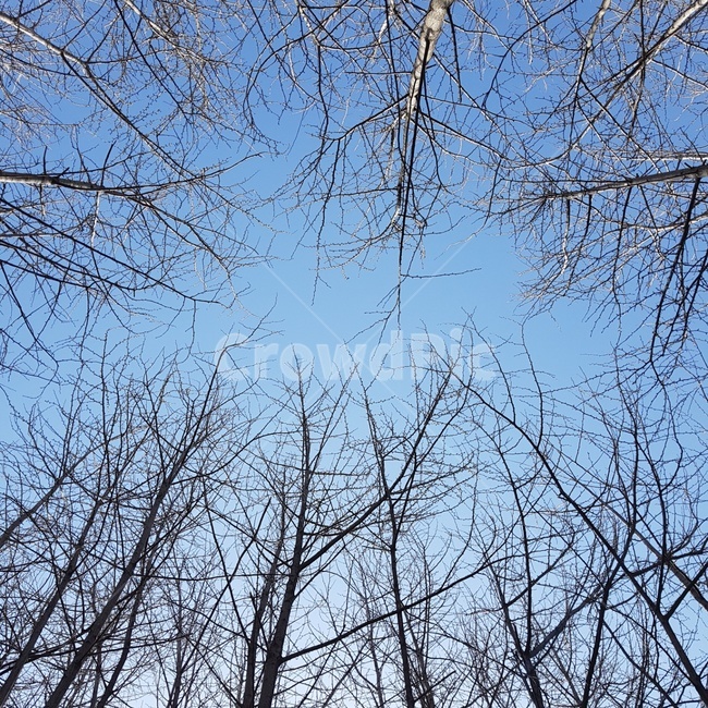 나무,겨울나무,나무와하늘,바라보는하늘,앙상한가지,맑은하늘,나뭇가지,나무사이하늘