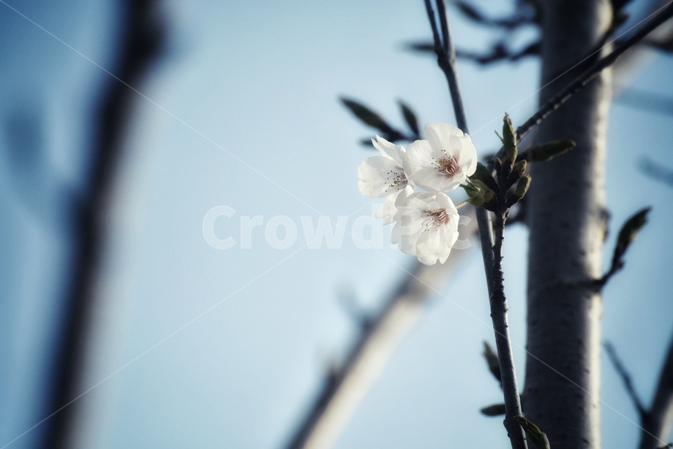꽃,벚꽃,파란하늘,나무,식물,봄,계절,spring,season,식물,자연,plants,nature,꽃,flower,plant,geranium,제라늄,blossom