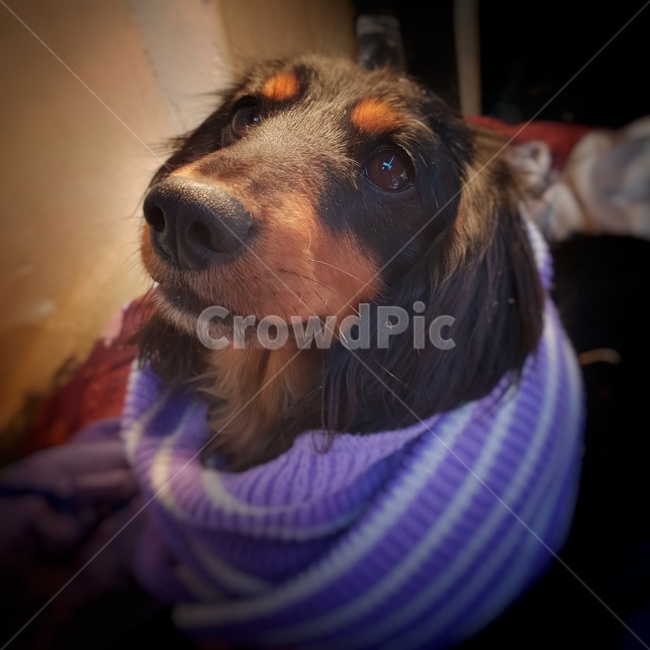 개,강아지,닥스훈트,목도리,dog,dachshund,장모닥스훈트,반려견,반려동물,댕댕이,동물,animal,포유류,mammal,개,강아지,dog,doggy