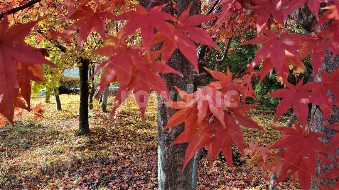 가을,엽록소,mapie,plant,식물,leaf,잎,tree,나무,단풍,maple,가을,계절,fall,autumn,season,식물,자연,plants,nature,나무,trees,wood