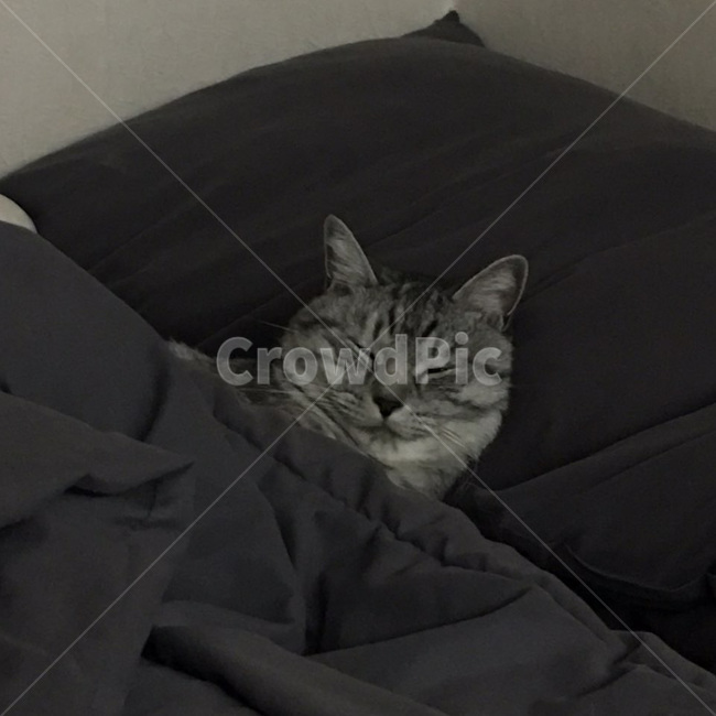수면,개냥이,고양이,동물,애완동물,반려동물,귀여움,포유류,animal,mammal,kitty,kitten,반려묘,냐옹이,표정,휴식,힐링,냥이,feelimg