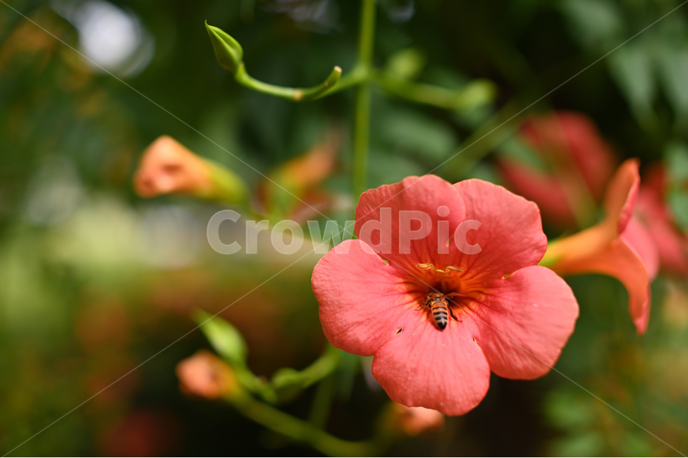 능소화,벌,꽃,자연,곤충,식물,배경화면,flower,bee,natural,insect,plant