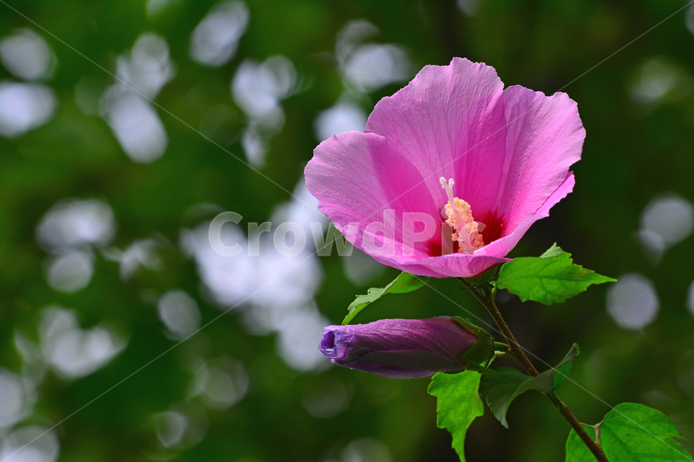 무궁화,나라꽃,꽃,우리꽃,국화,분홍색,핑크색,배경,바탕,백그라운드,flowers,korean,mugunghwa,roseofsharon,hibiscus,식물,나무꽃,아름다움,꽃송이,꽃잎,잎사귀,우리나라꽃,nationalflower,background,plant,blossom,한국적
