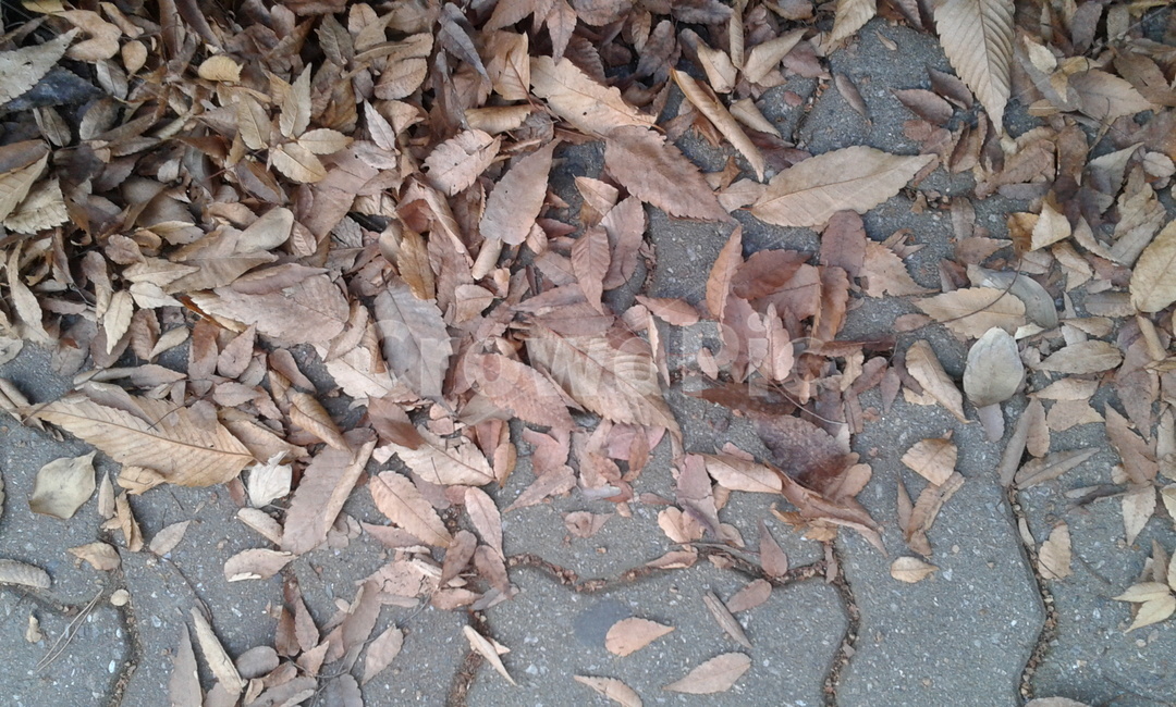 leaf,잎,plant,식물,낙엽,ground,바닥