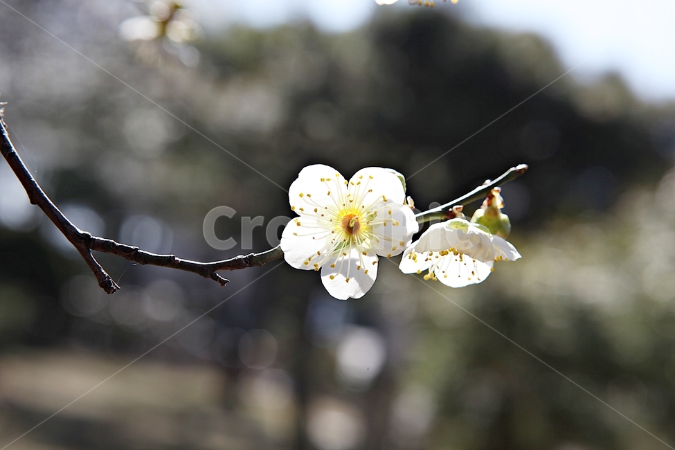 매화,매화꽃,꽃,꽃잎,봄꽃,봄,식물,자연,공원,식물,자연,plants,nature,꽃,flower
