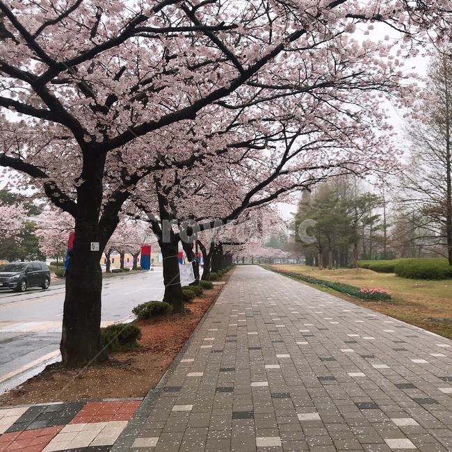 벚꽃,비온날벚꽃,목포대학교,캠퍼스,벚꽃나무