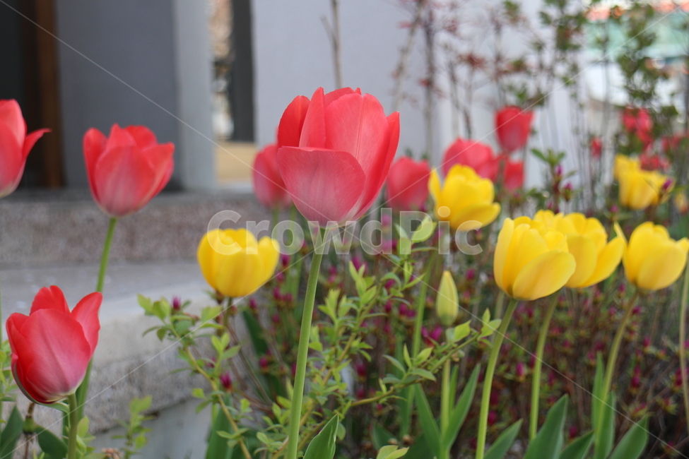 꽃,튤립,봄,봄꽃,감성,flower,tulip,spring,자연,식물,자연,plants,nature,꽃,flower