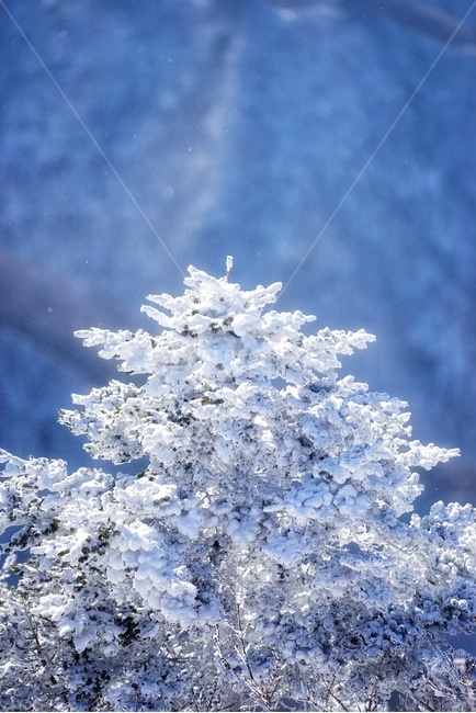 자연,겨울,풍경,산,눈,나무,눈꽃,겨울,계절,winter,season,식물,자연,plants,nature,나무,trees,wood