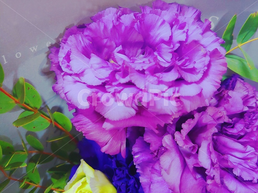 꽃,꽃다발,식물,리시얀셔스,보라색,파란색,lisianthus,flower,감성,색감