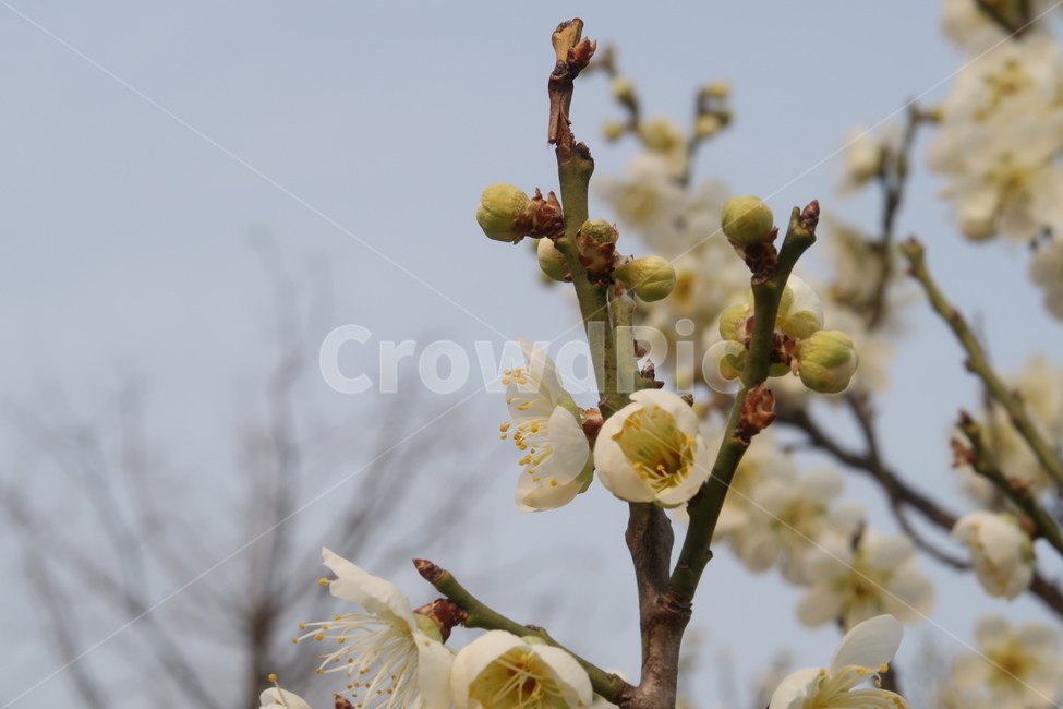 식물,꽃,flower,plant,blossom,봄,spring,계절,season,자연,nature,감성,봄꽃