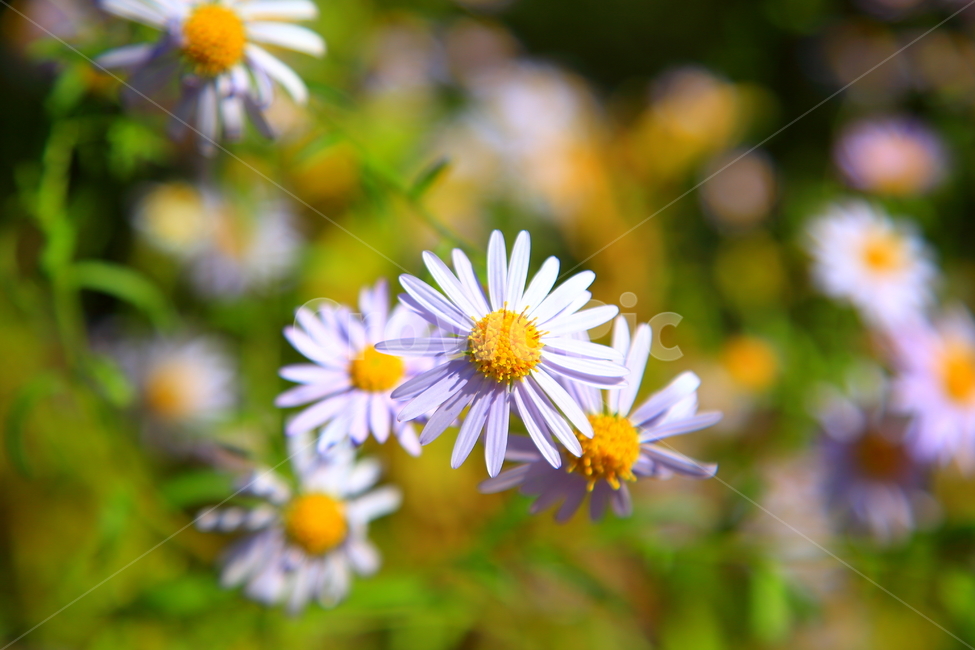 꽃,야생화들국화,자연,가을꽃,야생,들꽃,식물,자연,plants,nature,꽃,flower