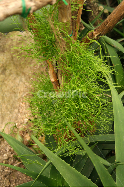 알로에,열대식물,온실,식물,plants,nature,식물,자연,plants,nature