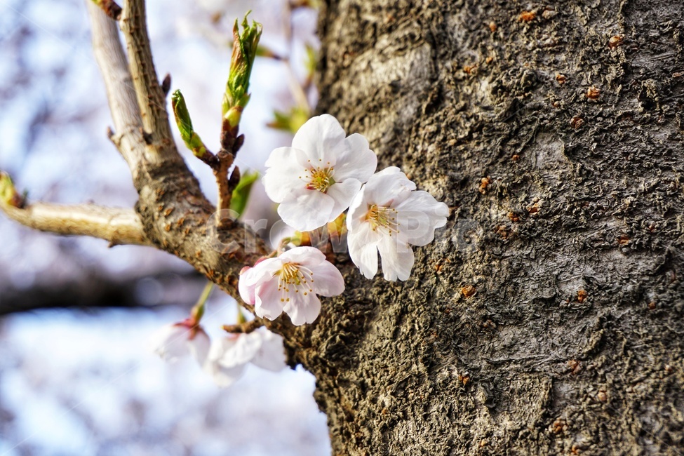 plant,식물,꽃,벚꽃,나무,flower,blossom,봄,계절,spring,season