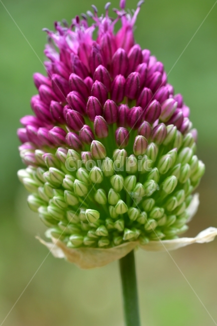 야생화,분홍,열매,자연,꽃,식물,자연,plants,nature,꽃,flower