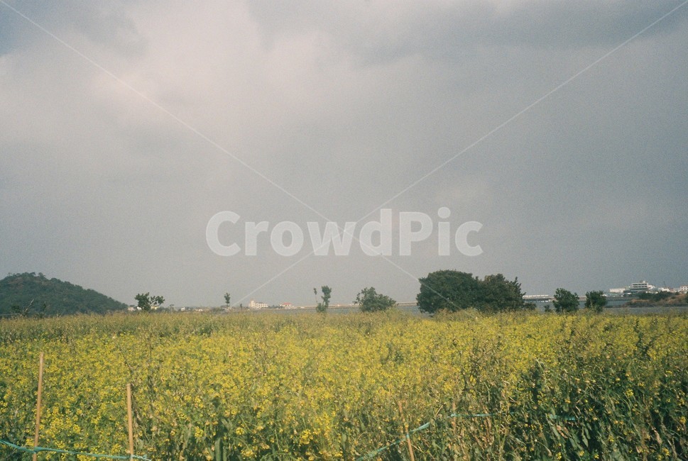 제주,봄,필름,유채꽃,꽃,필름카메라,아날로그,flower,film,filmcamera,감성,plants,nature,sesible,feeling,식물,자연,봄,계절,spring,season,자연,풍경,nature,landscape,outdoors,옥외,grassland,목초지,field,들