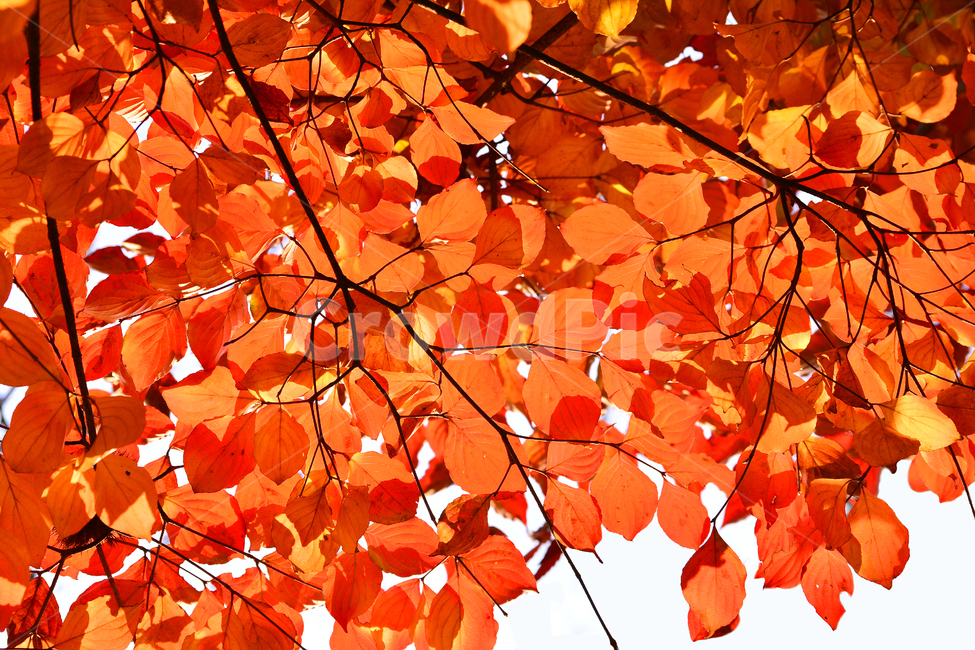 fancy,Orange,transparent,red,autumn lyricism,fall,leaves,leave,autumn mood,season,autumn leaves,Maple,autumn background,feeling,leaf,outdoor,Red,autumn tree,Autumn feeling,Autumn sensibility,background,maple,autumn
