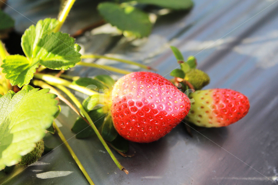 딸기,strawberry,과일,plant,식물,food,fruit,음식,식재료,요리,food,cook,meal,dishes,food reserves,과일,열매,fruit