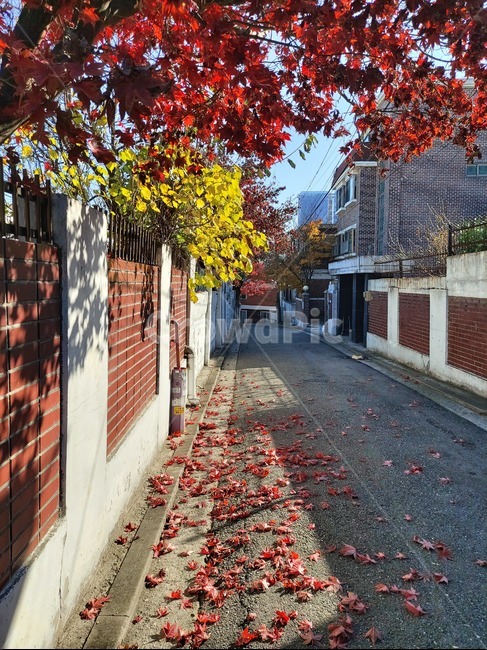가을,골목,단풍,plant,식물