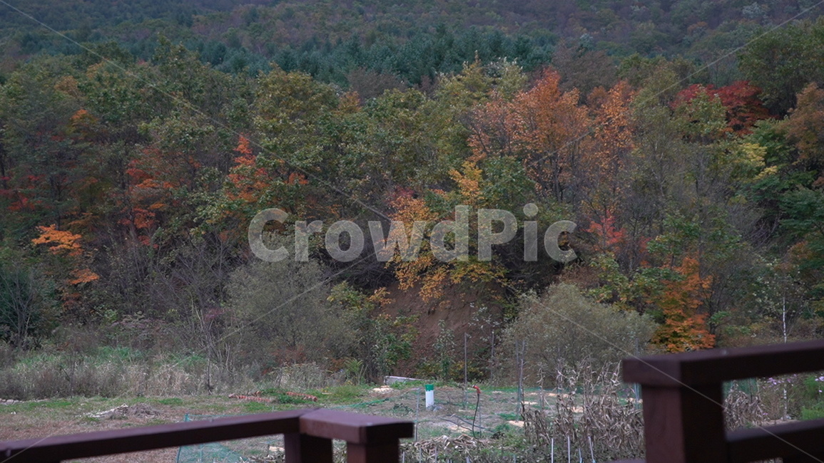 자연,나무,가을,풍경,단풍,숲,tree,plant,식물