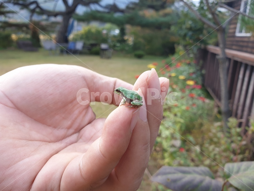 청개구리,개구리,파충류,귀여움,작은,동물,animal,파충류,양서류,reptile,amphibian