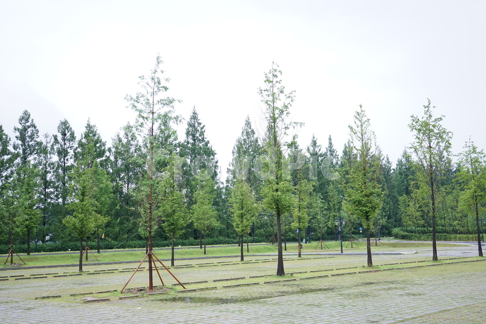 나무,주차장,길,가로수,tree,자연,풍경,nature,landscape,plant,식물,fir,전나무