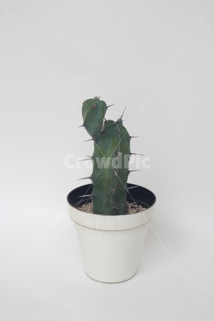 용신목,선인장,화분,식물,plants,green,플랜테리어,식물,자연,plants,nature,실내용화초,화분,화초,house plant,누끼,remove background