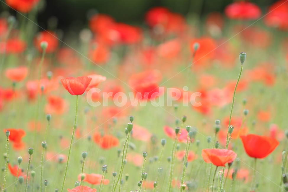 양귀비,꽃,식물,레드,빨강,초록,자연,감성,배경,poppy,flower,plant,red,green,natural,emotional,background