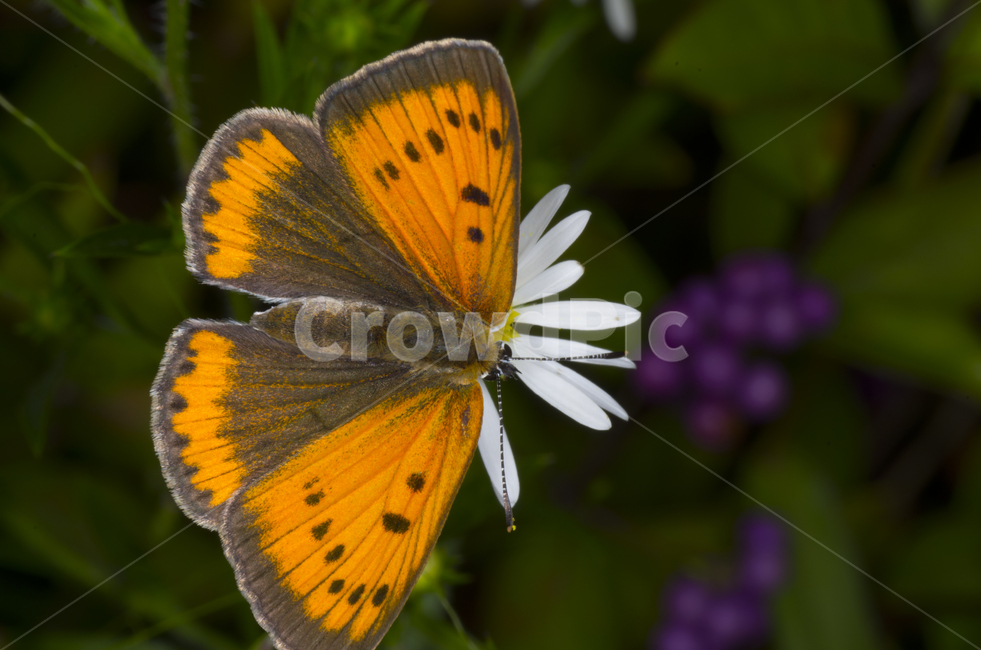 나비,곤충,꽃,여름꽃,여름,자연,계절,가을곤충,여름곤충,가을,곤충,벌레,insect,bug
