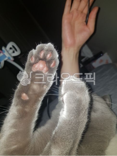 고양이,러시안블루,냥젤리,애완묘,냥발바닥