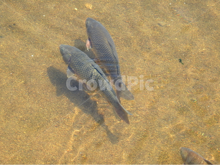 동물,강,물고기,호수,자연,동물,animal,어류,물고기,fish
