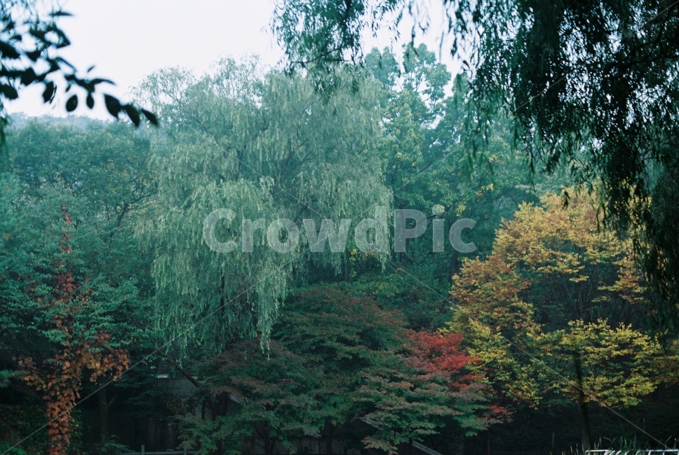 산,자연,관악산,나무,숲,가을,가을,계절,fall,autumn,season,자연,풍경,nature,landscape,plant,식물,tree,fir,전나무