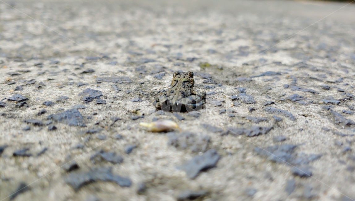 개구리,frog,babyfrog,nature,새끼개구리,작은개구리,leafandfrog