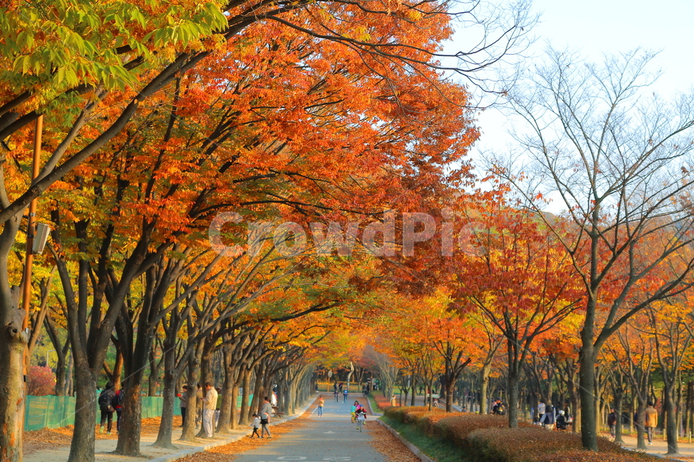 가을,단풍,단풍나무,공원,하늘,자연,가을,계절,fall,autumn,season,자연,풍경,nature,landscape,사람들,대중,군중,other people,crowd,tree,나무,plant,식물,maple