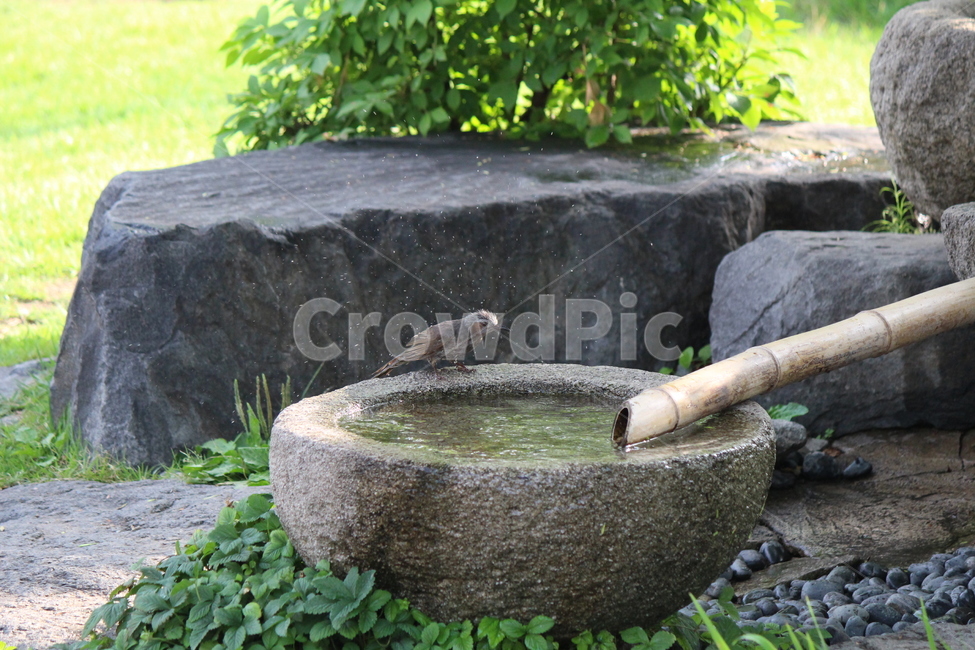bird,새,animal,동물,accipiter,매,더위,목욕,샤워,shower,hot,water,약수,동물,animal,조류,새,birds