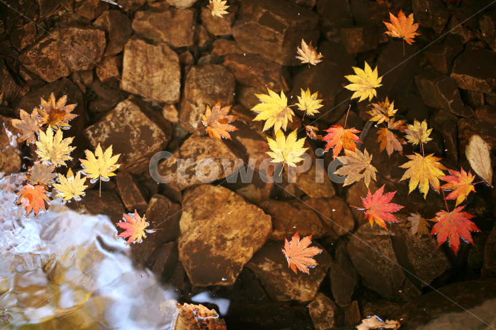 가을,낙엽,물,단풍,돌,가을,계절,fall,autumn,season,leaf,잎,plant,식물,tree,나무