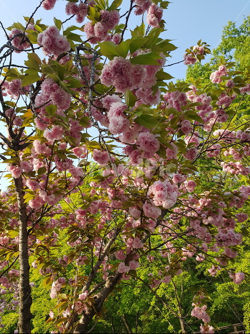 왕벚꽃,식물,벚꽃,봄,자연,풍경