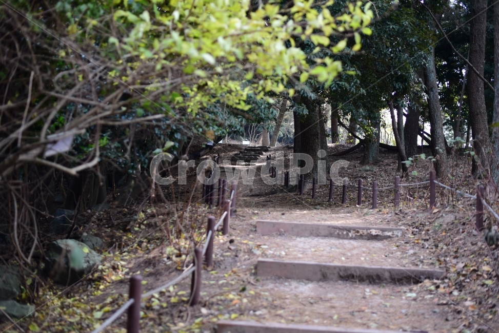 산책,겨울,나무,식물,길,자연,풍경,nature,landscape