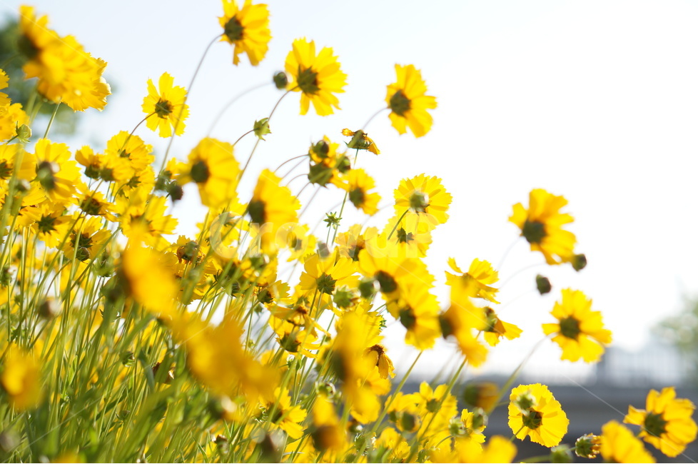 금계국,노랑,봄,빛,아침,풍경,식물,자연,plants,nature,꽃,flower
