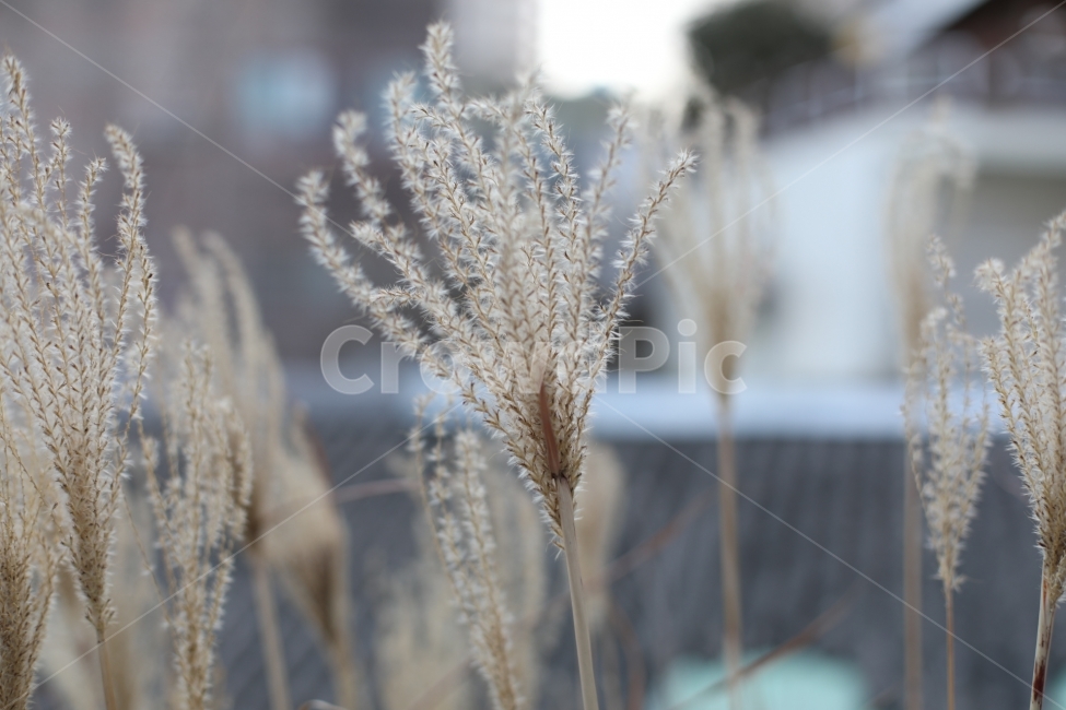 따뜻함,아른거림,햇빛,풍경,거리,식물,자연,plants,nature