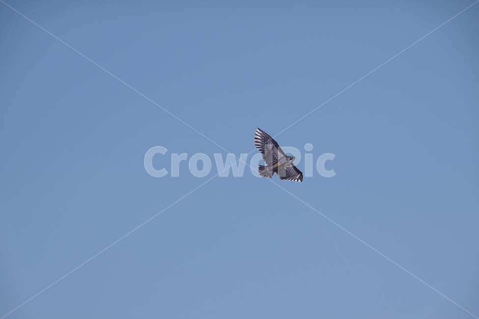 나는,flying,연,kite,연날리기,새,bird,하늘,sky