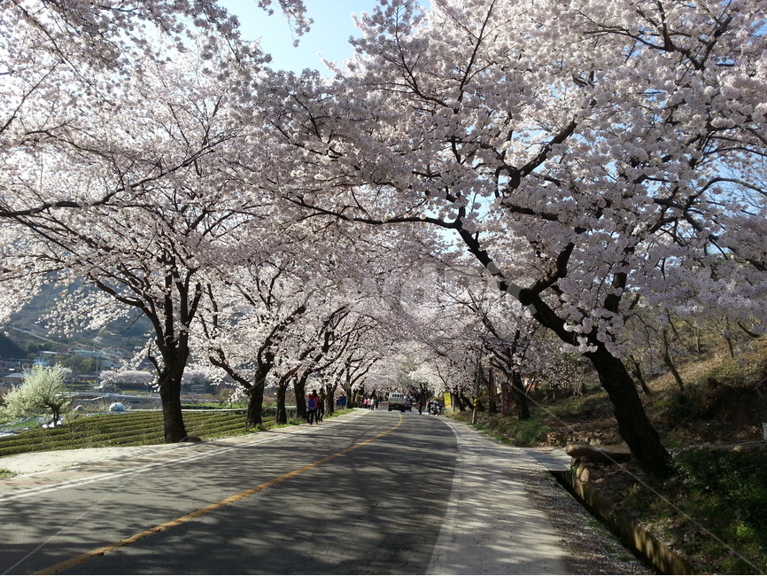 하동,쌍계사,십리벚꽃길,벚꽃축제,벚꽃터널,봄,계절,spring,season,자연,풍경,nature,landscape,한국자연풍경,한국자연경관,korea nature landscape,plant,식물