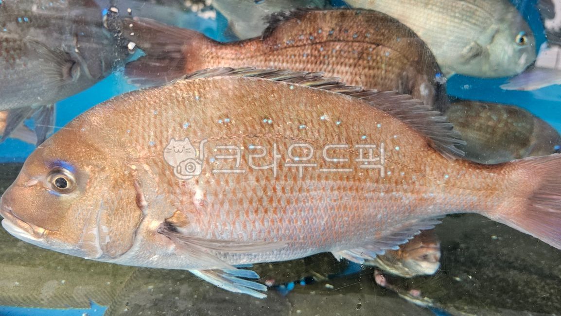 횟집,고급어종,돔,수족관,물고기,sealife,water,해양생물