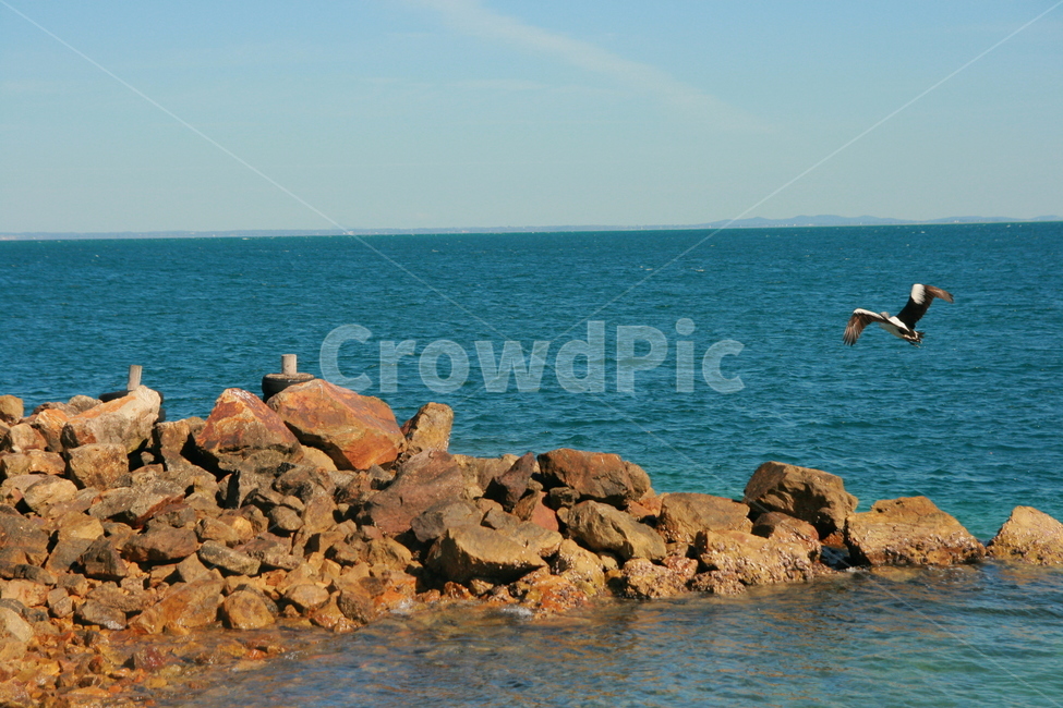 팰리컨,pelican,사다새,하늘,날다,동물,bird,새,animal,바다,sea,ocean,water,물,동물,animal